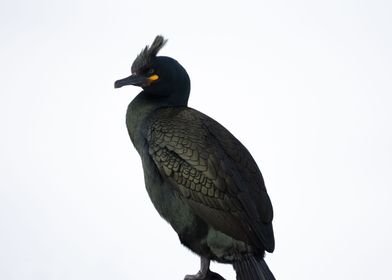 European shag Whiteout