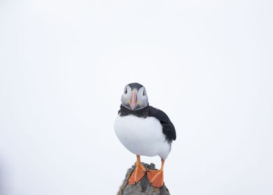 Portrait of a Puffin