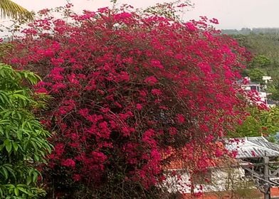 Bougainvillea3