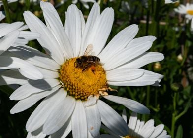 Summer White Flower