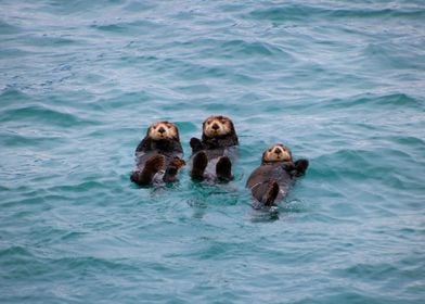 Three Sea Otters Floating