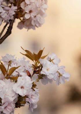 Pink cherry blossom flower