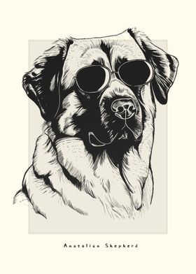 Anatolian Shepherd Sketch