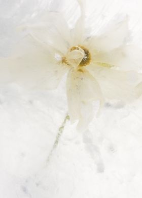 White ranunculus in ice 2