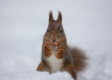 Red Squirrel