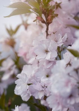 Pink cherry blossom flower