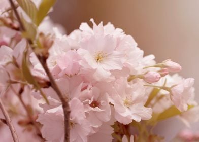 Pink cherry blossom flower