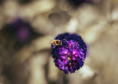 Bee on Lavender