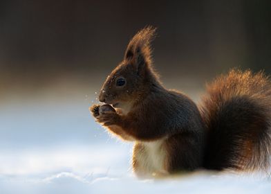 Red squirrel