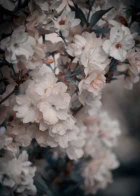 Pink cherry blossom flower