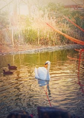 a swan in golden light