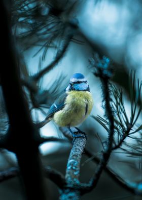 Blue tit