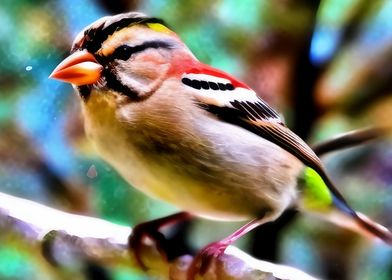 A beautiful finch bird