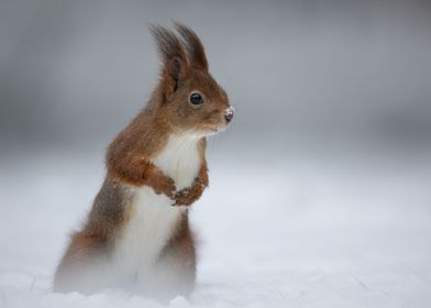 Red Squirrel