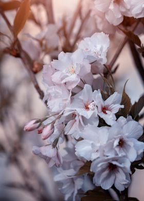 Amanogawa cherry blossoms