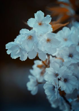 Amanogawa cherry blossoms