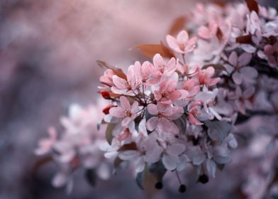 Pink flowers on the tree