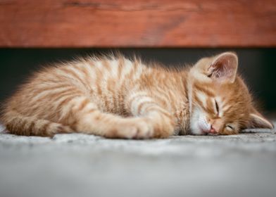 Sleepy Kitten