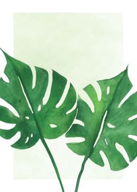 Philodendron