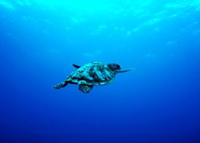 Sea Turtle in the Ocean