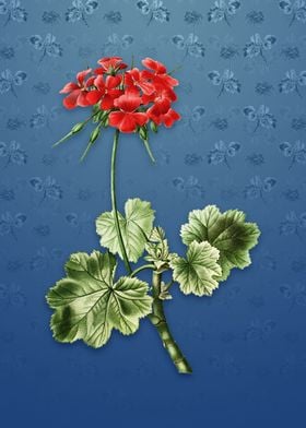 Vintage Scarlet Geranium