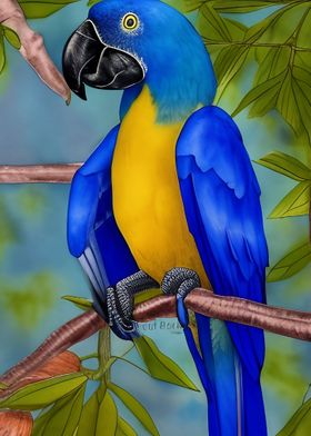 A blue macaw bird sitting