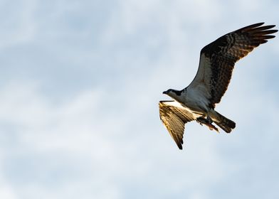 Osprey with Catfish 