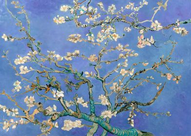  Almond Blossoms in Blue