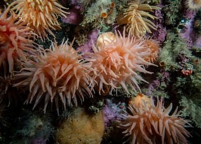 Underwater Arctic Life