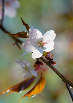 Elegant sakura flower