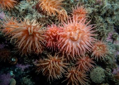 Underwater Arctic Life