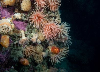 Underwater Arctic Life