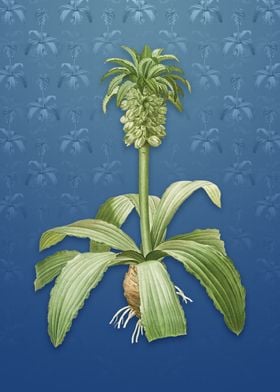 Vintage Eucomis Regia