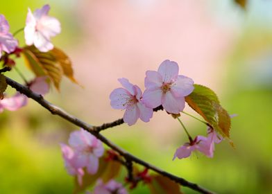 Stunning Sakura Blossoms