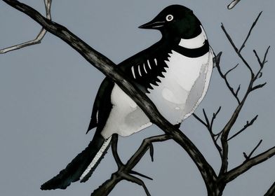 A beautiful Magpie bird