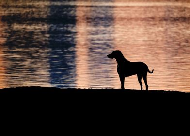 Dog By The River At Dusk