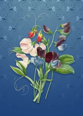 Sweet Pea on Bahama Blue