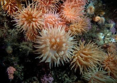 Underwater Arctic Life