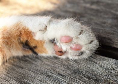 Kitty Paw