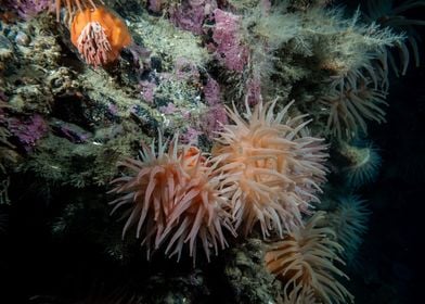 Underwater Arctic Life