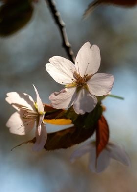 Beautiful Sakura Flower