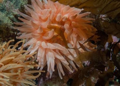 Underwater Arctic Life