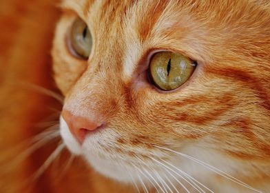 Close Up Orange Cat