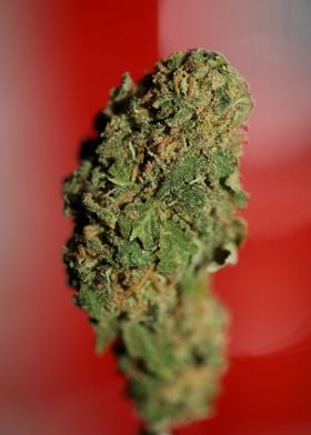 Cannabis medical bud macro