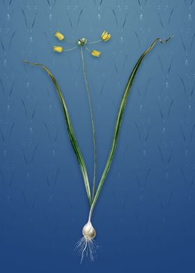 Allium Scorzonera Folium