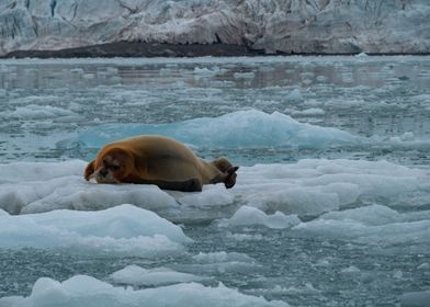 Resting Seal