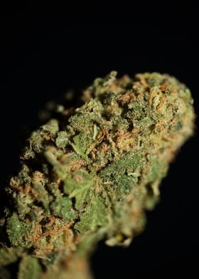 Cannabis medical bud macro