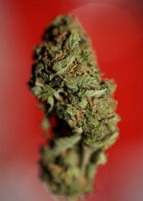 Cannabis medical bud macro