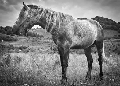Monochrome horse pasture 2