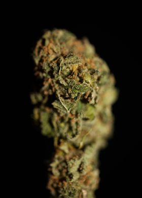 Cannabis medical bud macro